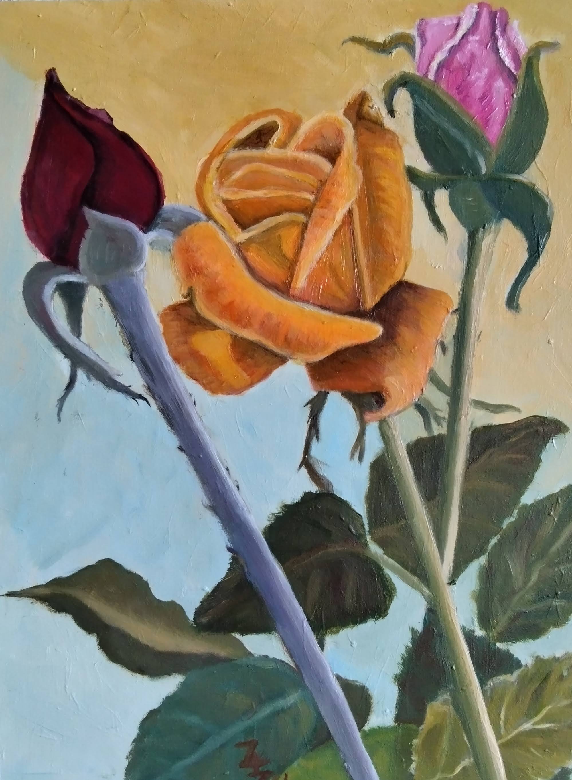 Roses du jardin