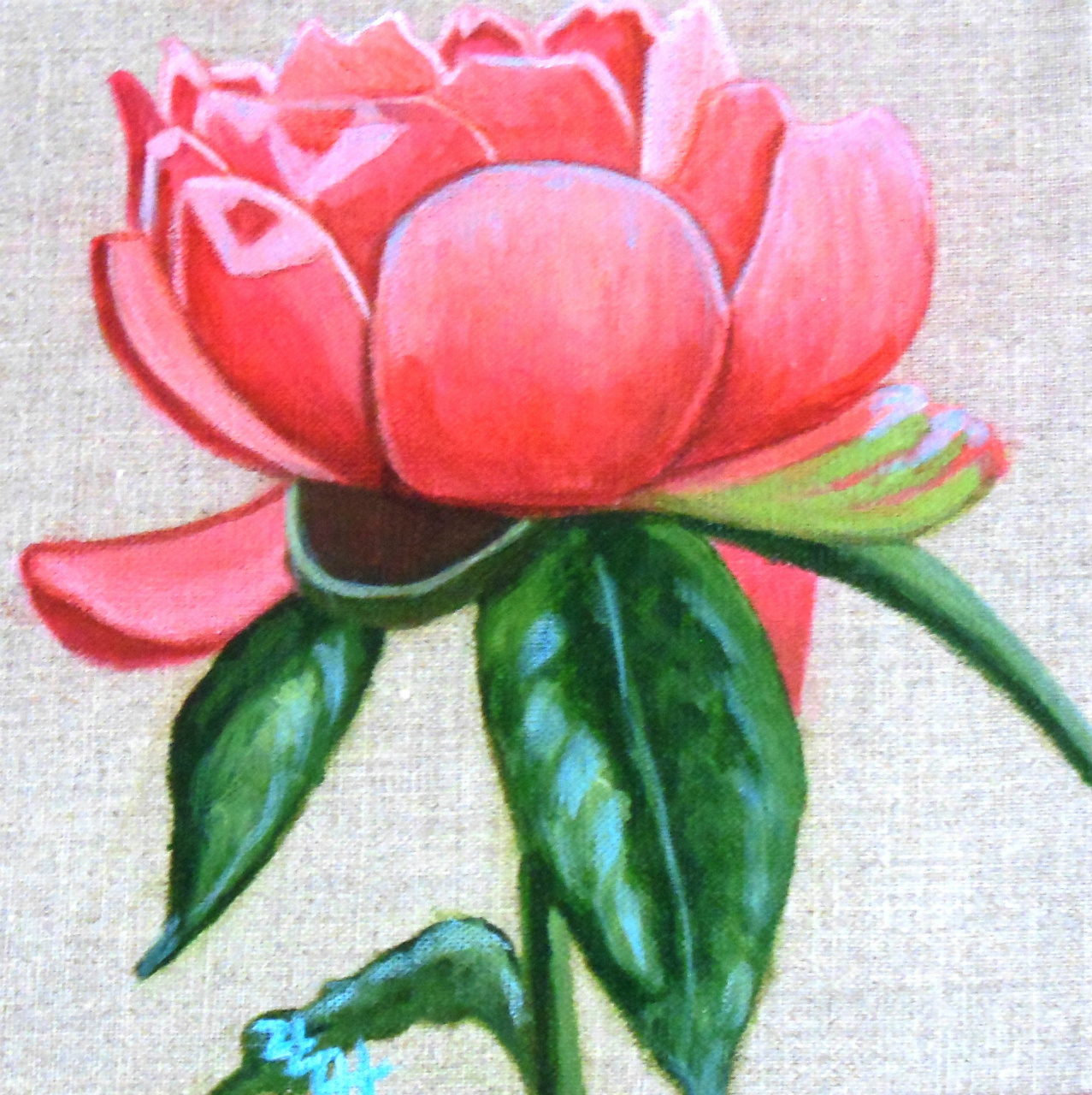 Pivoine 