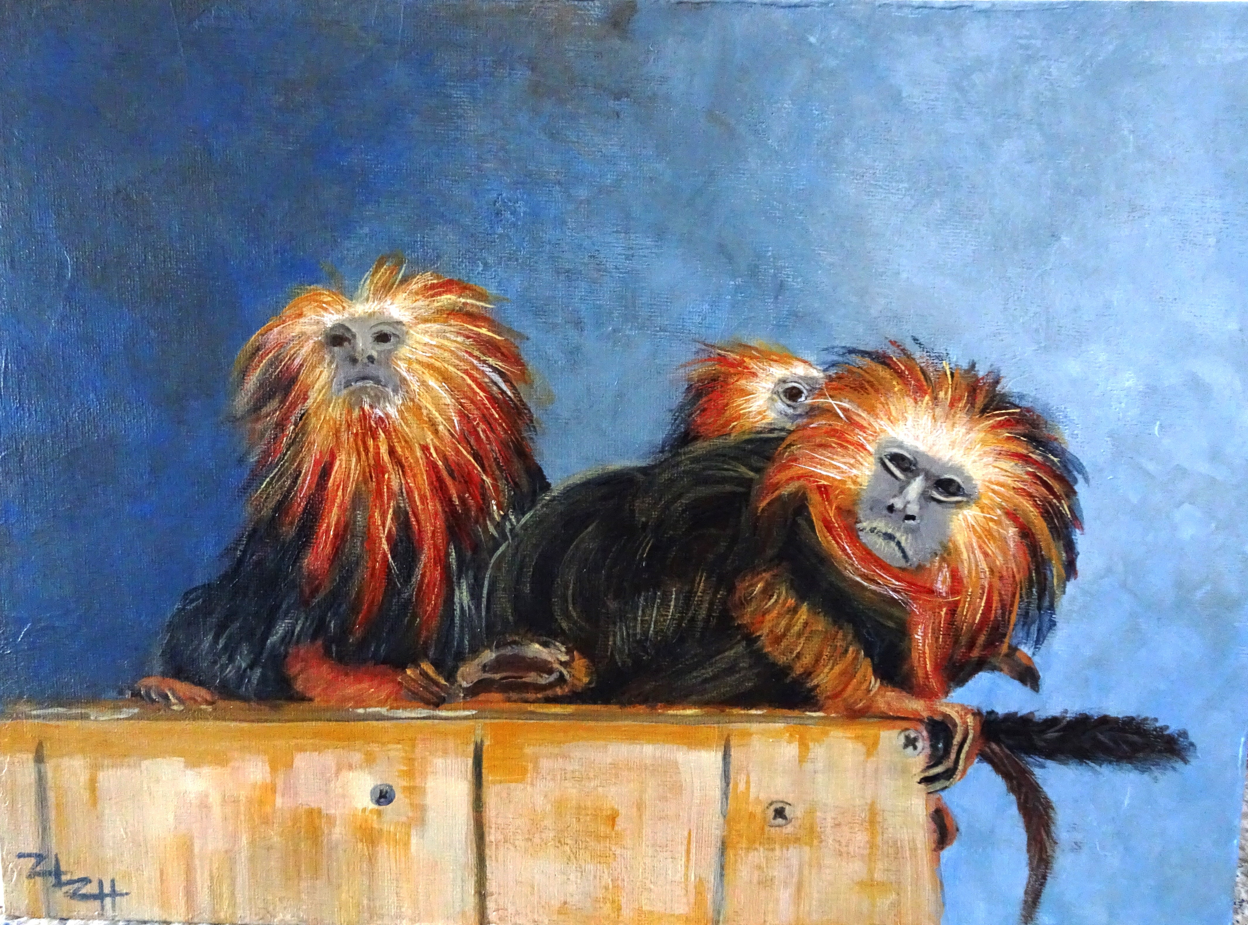 Tamarins lion à tête dorée
