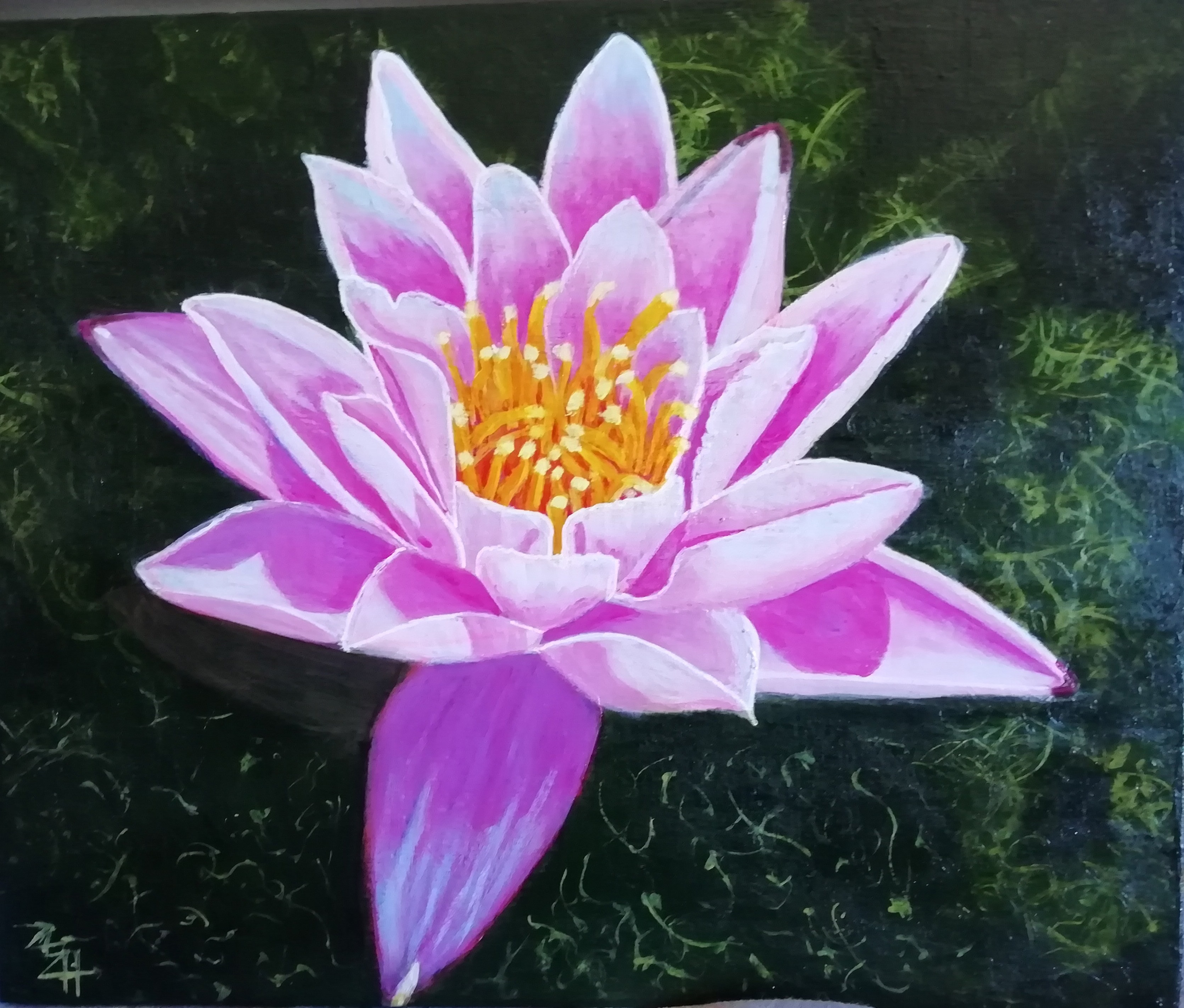 Nénuphar